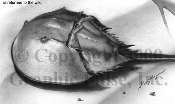 Horseshoe crab scientific illustration