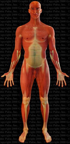 Muscular anatomy medical illustration