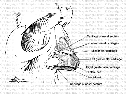 nasal cartilage medical illustration